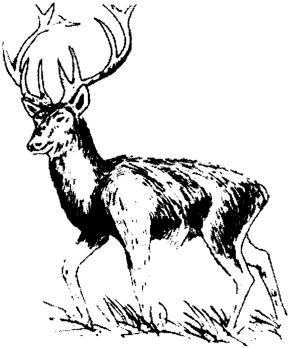 馬鹿胎